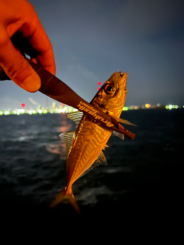 マアジの釣果