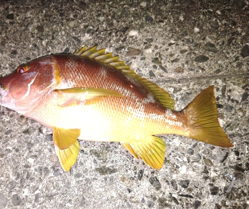 シブダイの釣果