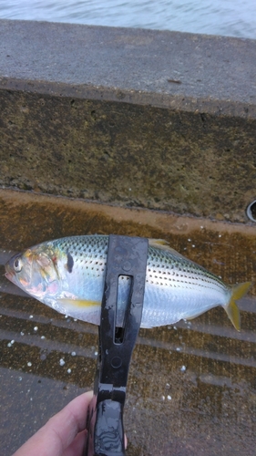 コノシロの釣果