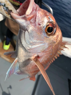 タイの釣果