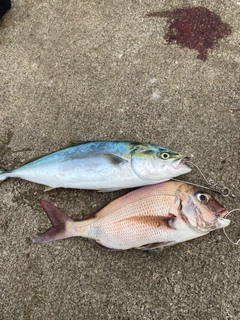 イナダの釣果