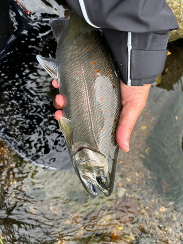 アマゴの釣果