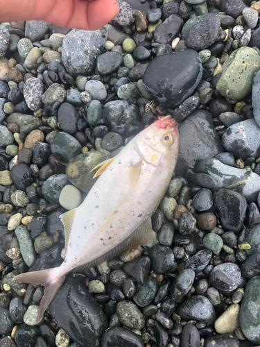 ショゴの釣果