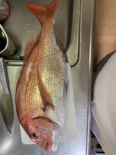 タイの釣果