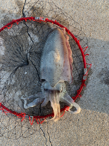 モンゴウイカの釣果