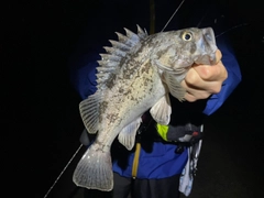 クロソイの釣果