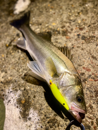 シーバスの釣果