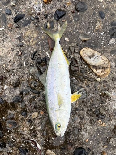 ショゴの釣果