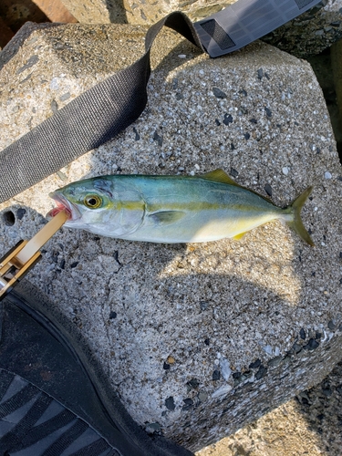 ツバスの釣果