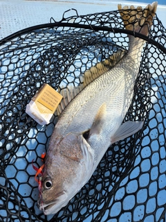 ニベの釣果