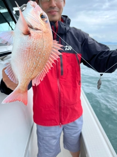 マダイの釣果