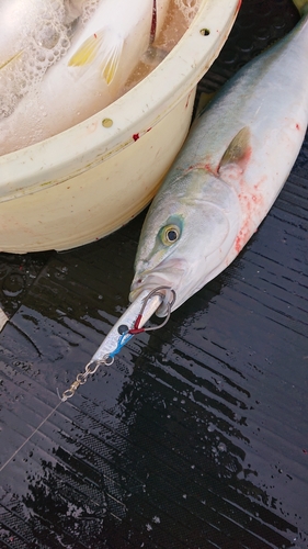 ハマチの釣果