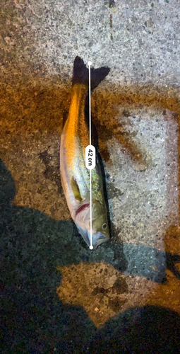 シーバスの釣果