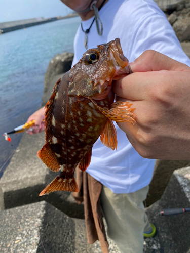 キジハタの釣果