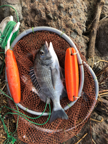 メイタの釣果