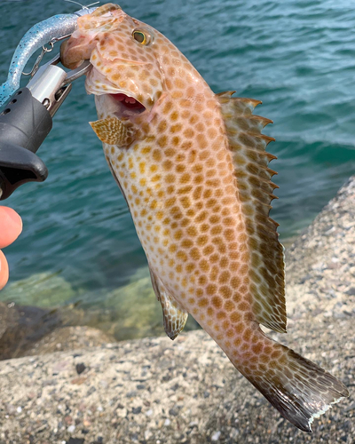 オオモンハタの釣果