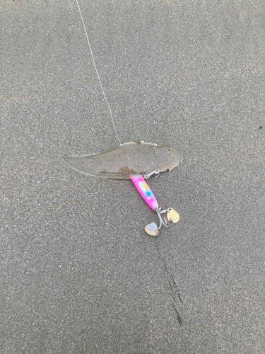 シタビラメの釣果