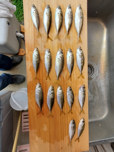 アジの釣果