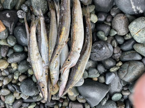 ヤマトカマスの釣果