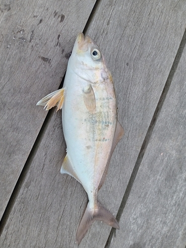 ショゴの釣果