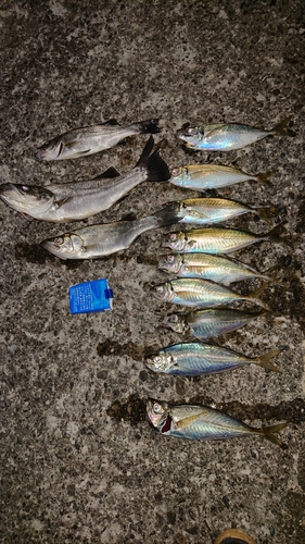 アジの釣果