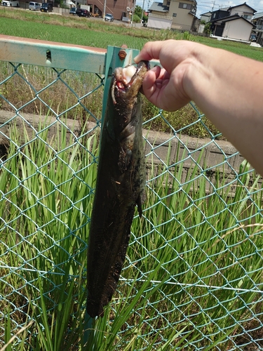 ナマズの釣果