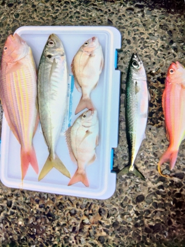 レンコダイの釣果