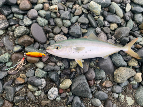 ワカシの釣果