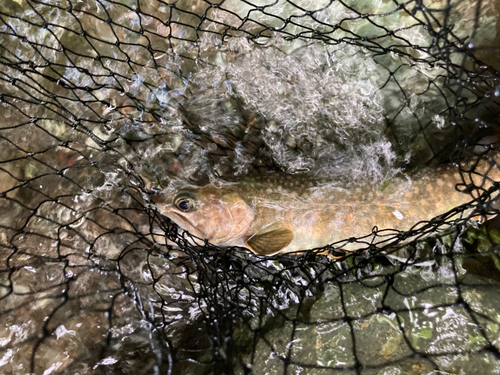 ニッコウイワナの釣果