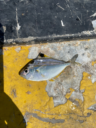 ヒイラギの釣果