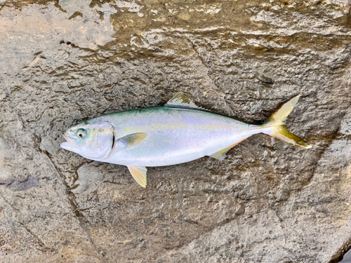 ワカシの釣果