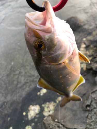 ショゴの釣果