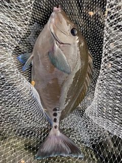 サンノジの釣果