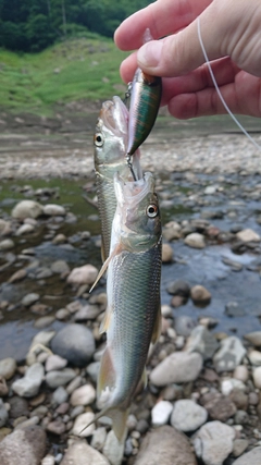 ハスの釣果