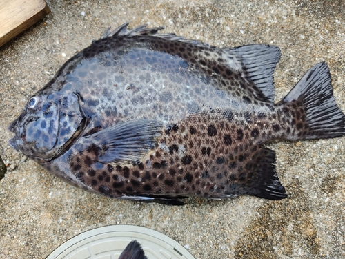 イシガキダイの釣果