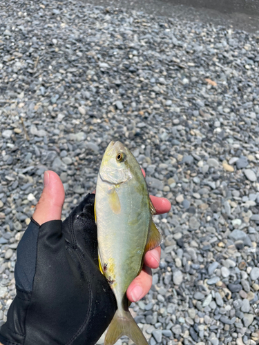 ショゴの釣果