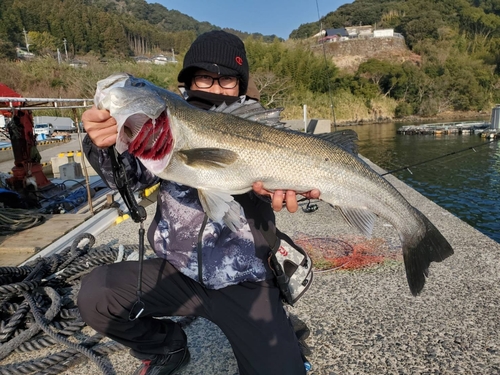 スズキの釣果