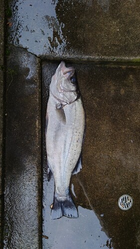 ヒラスズキの釣果