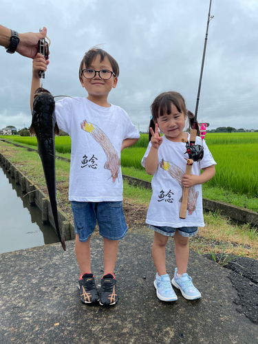 ナマズの釣果