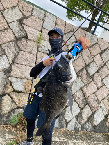 チヌの釣果