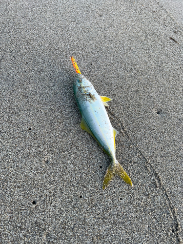 ワカナゴの釣果