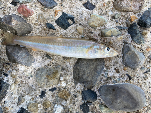 キスの釣果