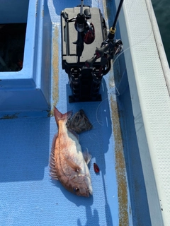 マダイの釣果