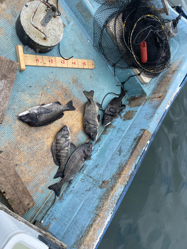 クロダイの釣果