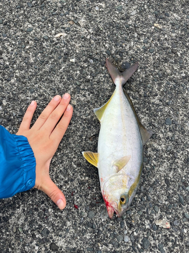 ワカシの釣果