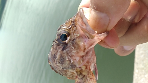 キスの釣果