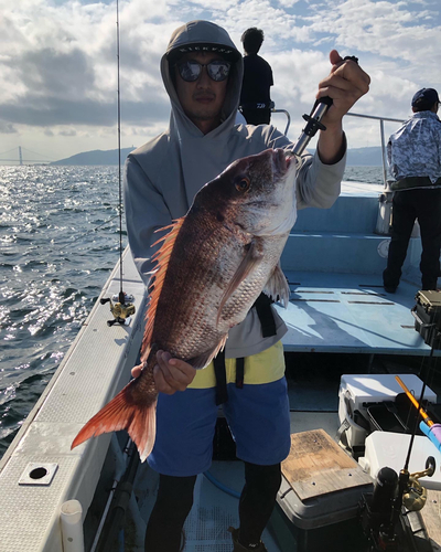 マダイの釣果