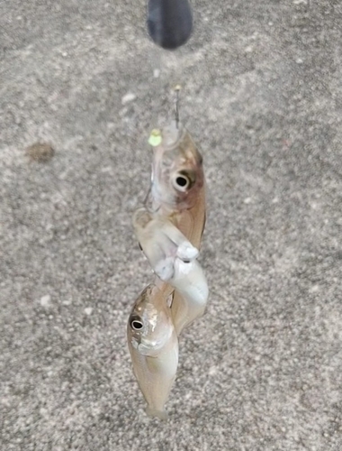 キスの釣果