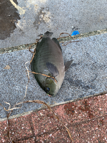 メジナの釣果