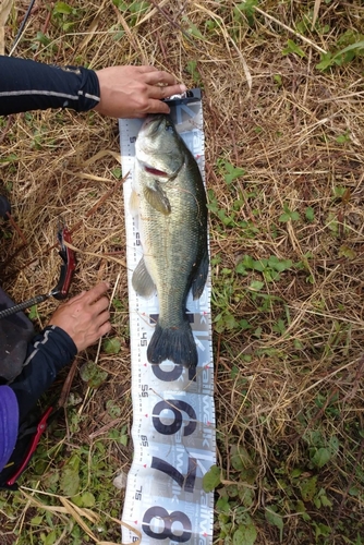 ラージマウスバスの釣果